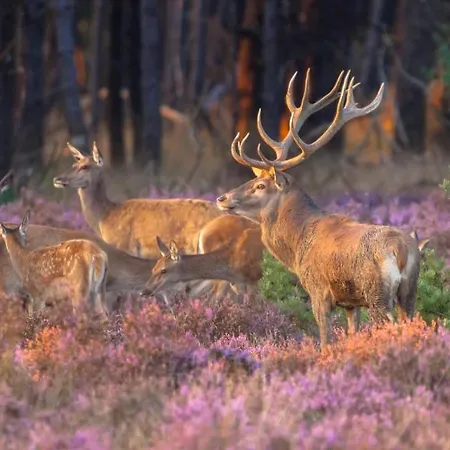 Chalet Swanpers Bos Veluwe Chalé Putten